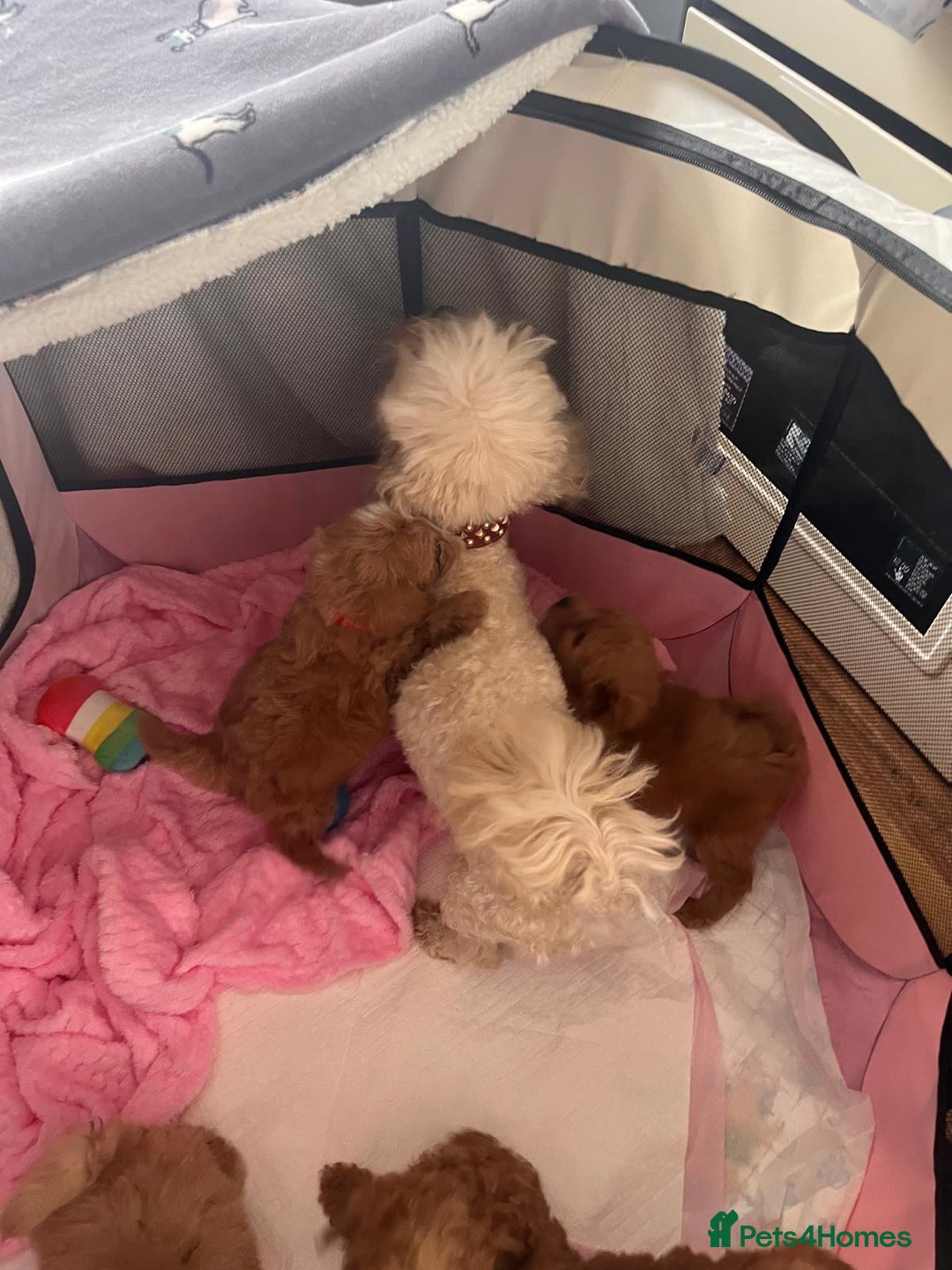Maltipoo dogs for sale: 💫Tiny Red Boys Available Now💫 - Image 27