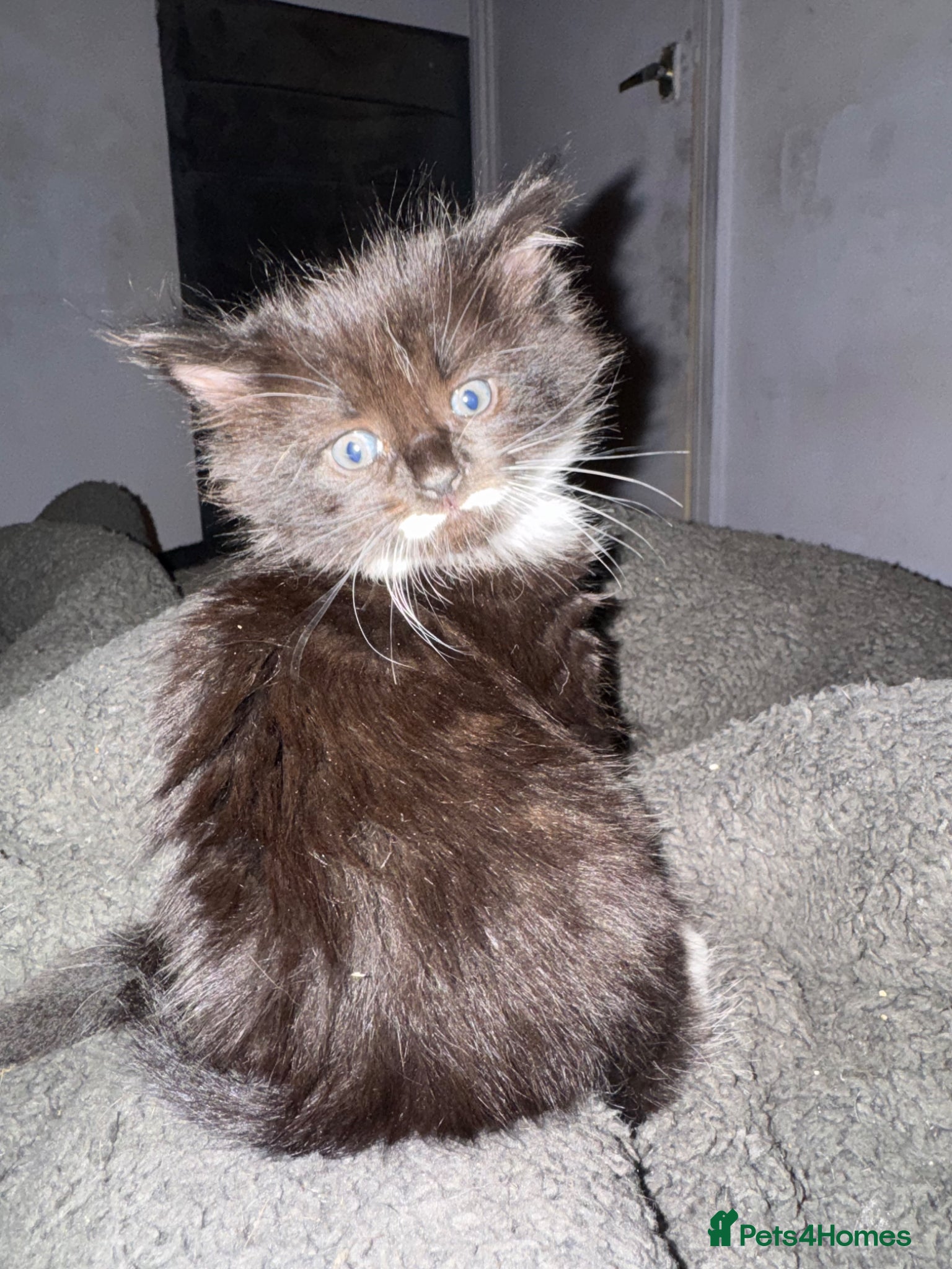 British Longhair cats Fluffy kittens  - Advert 1