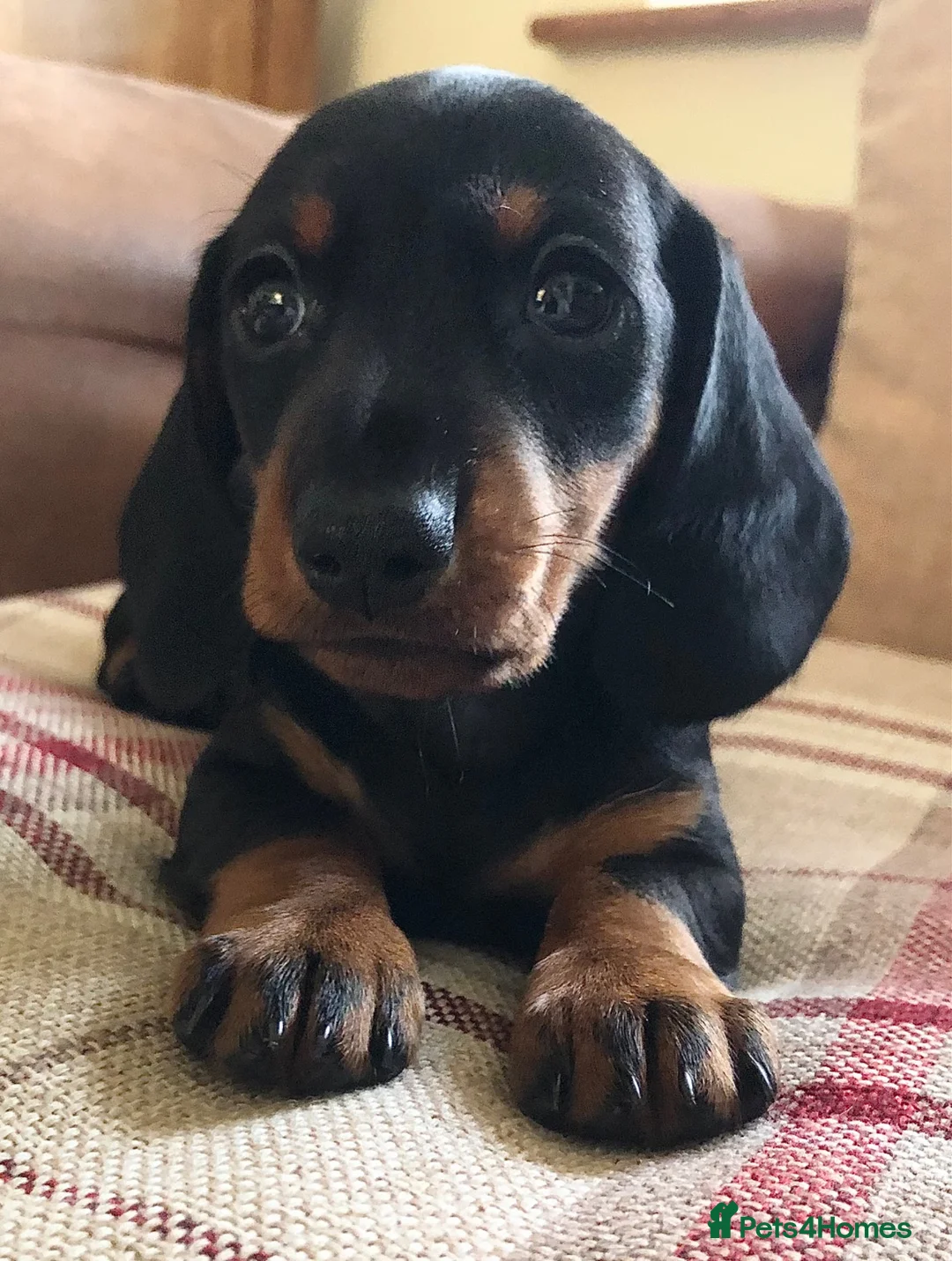 Miniature Dachshund dogs for sale: KC registered PRA clear miniature dachshunds  - Advert 1