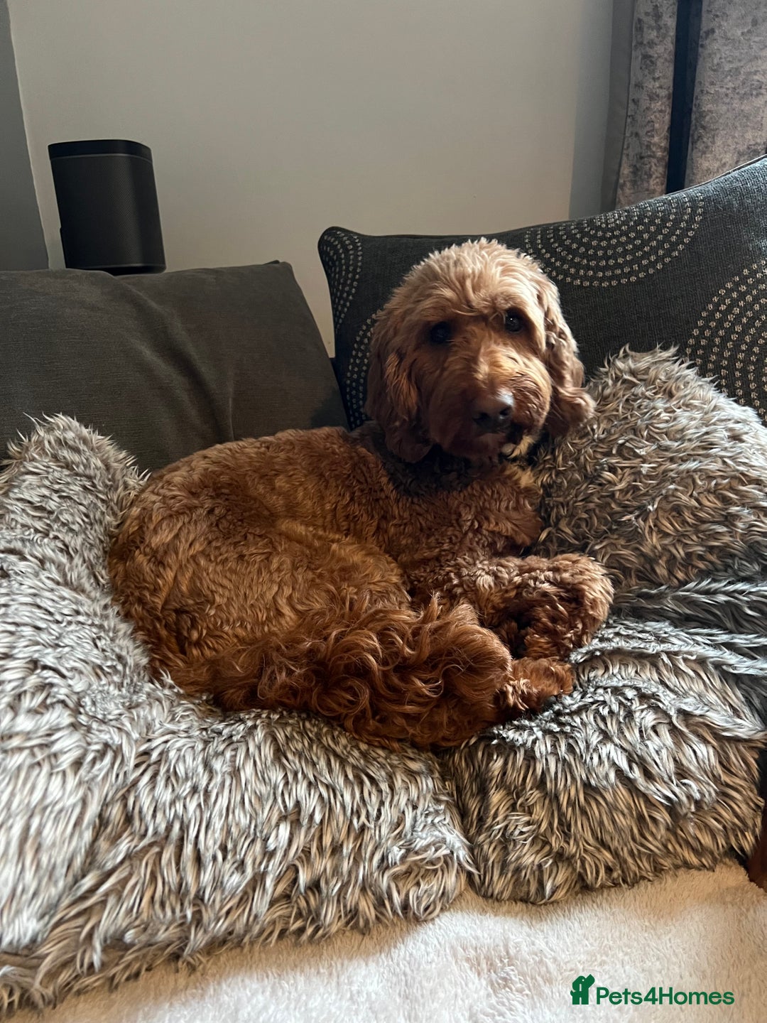 Cockapoo dogs for sale: Stanley  - Advert 3