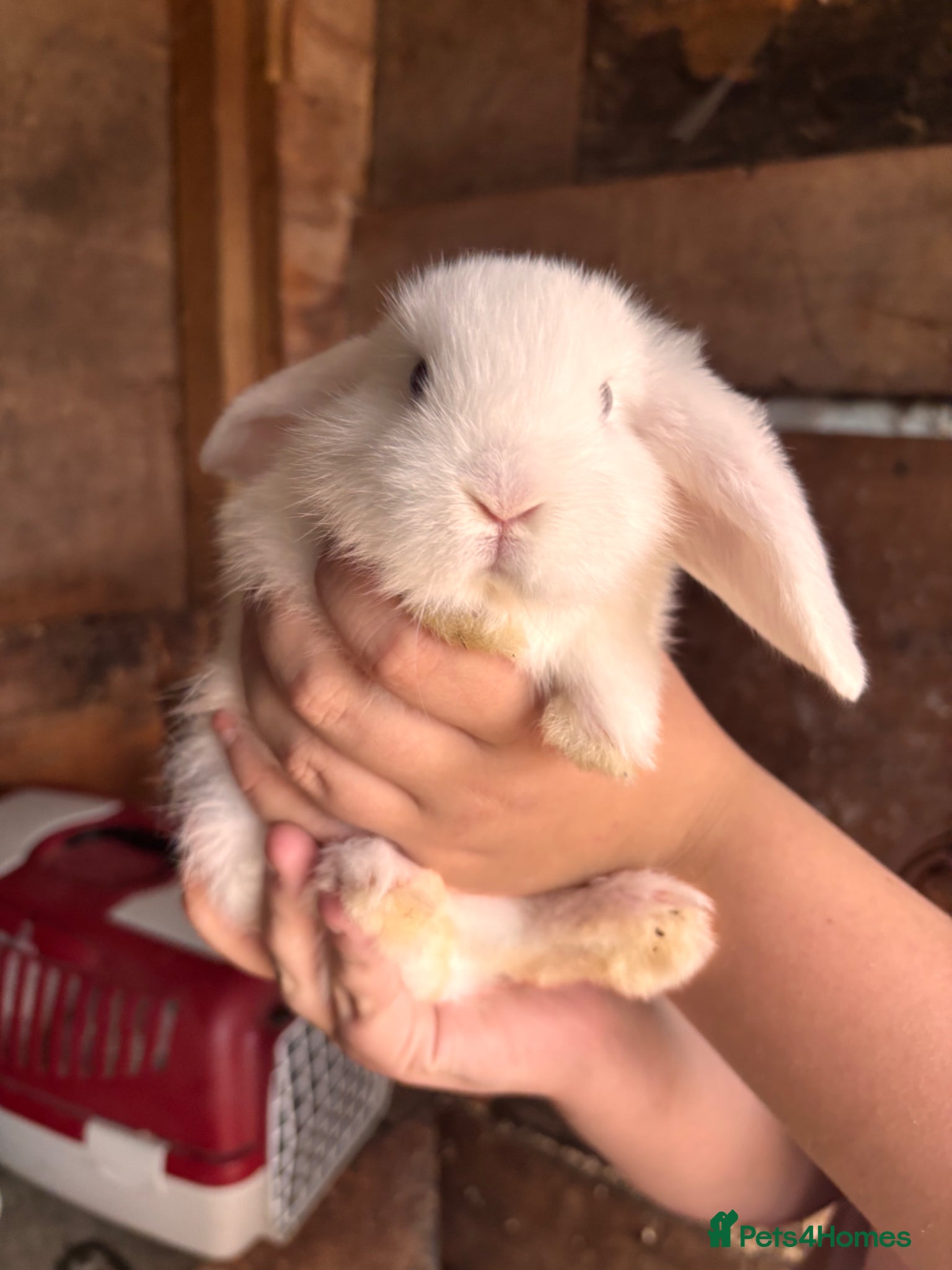 Mini Lop rabbits for sale: 8 beautiful baby’s rabbit  - Advert 24
