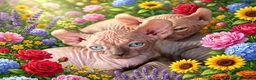 Sphynx cats for sale: STUNNING SPHYNX ELF/CANADIAN KITTENS - Advert 8