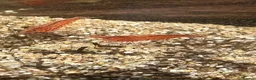 Shrimps fish for sale: Variety of neocaridina shrimp - Advert 4