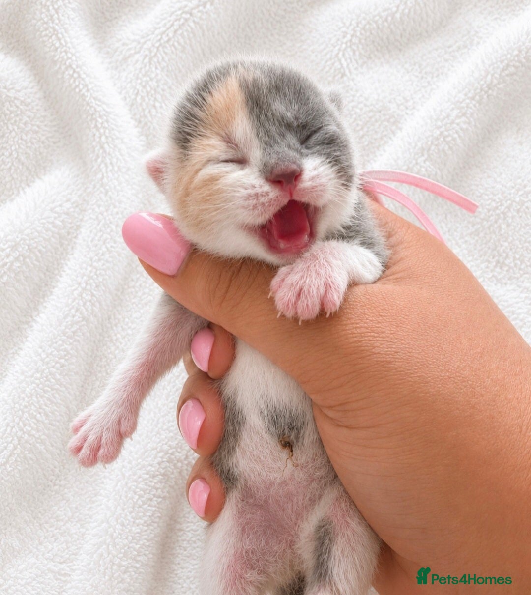 British Shorthair cats Exceptional quality GCCF British Shorthair Kittens - Advert 14