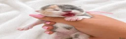 British Shorthair cats for sale: Exceptional quality GCCF British Shorthair Kittens - Advert 1