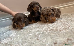 Miniature Dachshund dogs for sale: KC Registered Miniature Dachshund - 2 Boys Left! - Image 1
