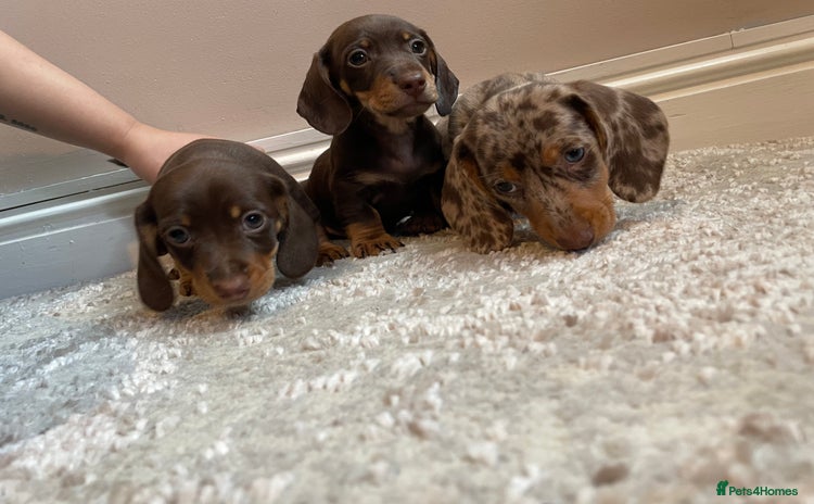 Miniature Dachshund dogs - Advert 4