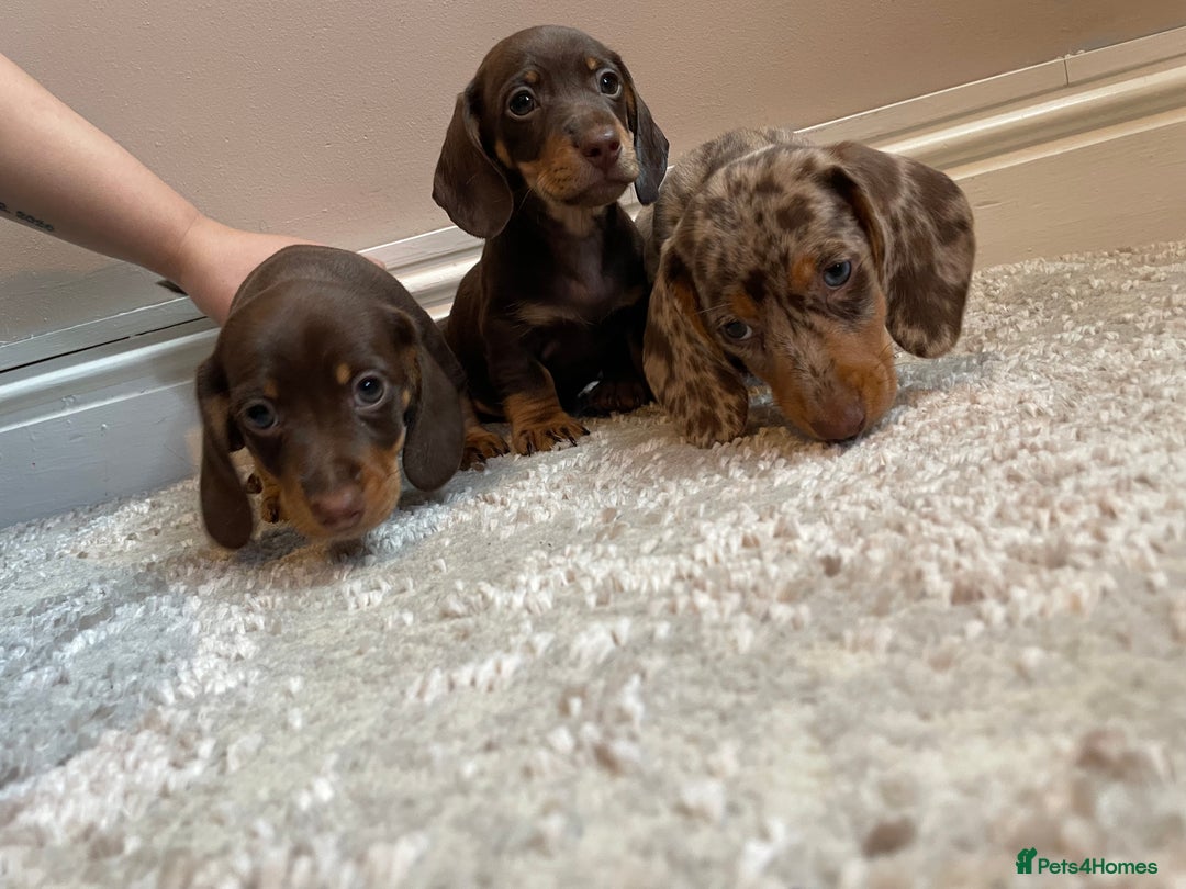 Miniature Dachshund dogs for sale: KC Registered Miniature Dachshund - 2 Boys Left! - Image 1