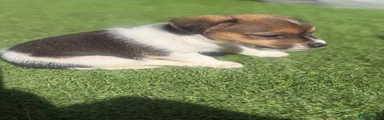 Jack Russell 1