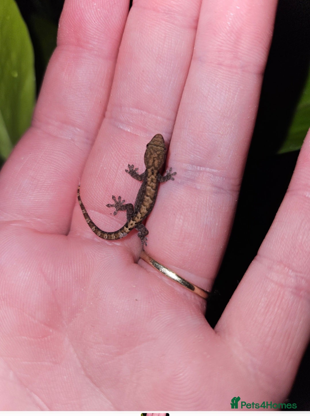 Gecko reptiles Mourning geckos - Advert 3