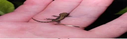 Gecko reptiles for sale: Mourning geckos - Advert 1