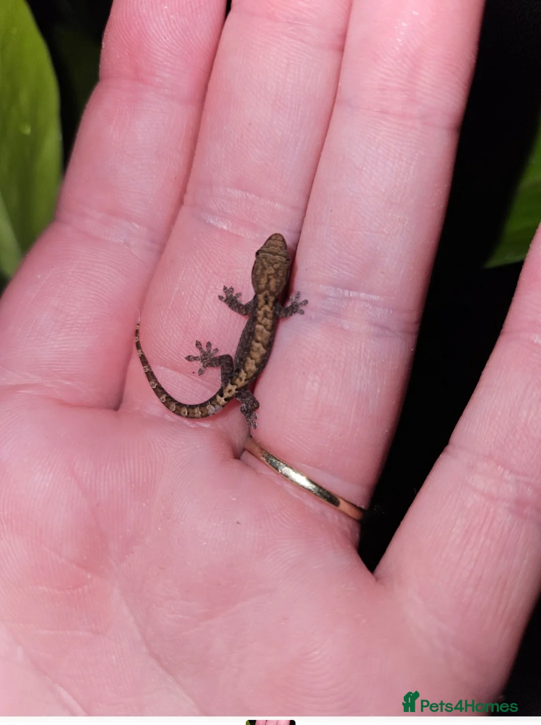 Gecko reptiles for sale: Mourning geckos - Advert 1