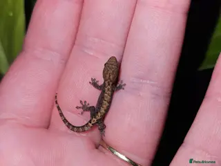 Gecko reptiles Mourning geckos - Advert 3