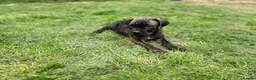 Cane Corso dogs for sale: 3 Cane Corso Puppies ready for their new home - Advert 7