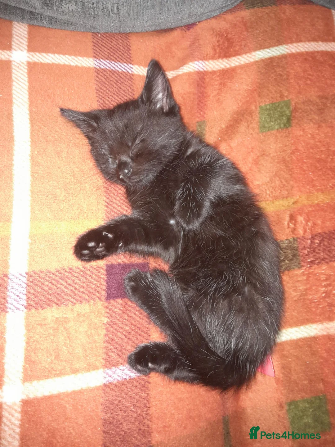 Mixed Breed cats for sale: Beautiful kittens - Advert 6