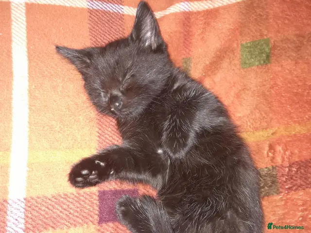 Mixed Breed cats for sale: Beautiful kittens - Advert 11
