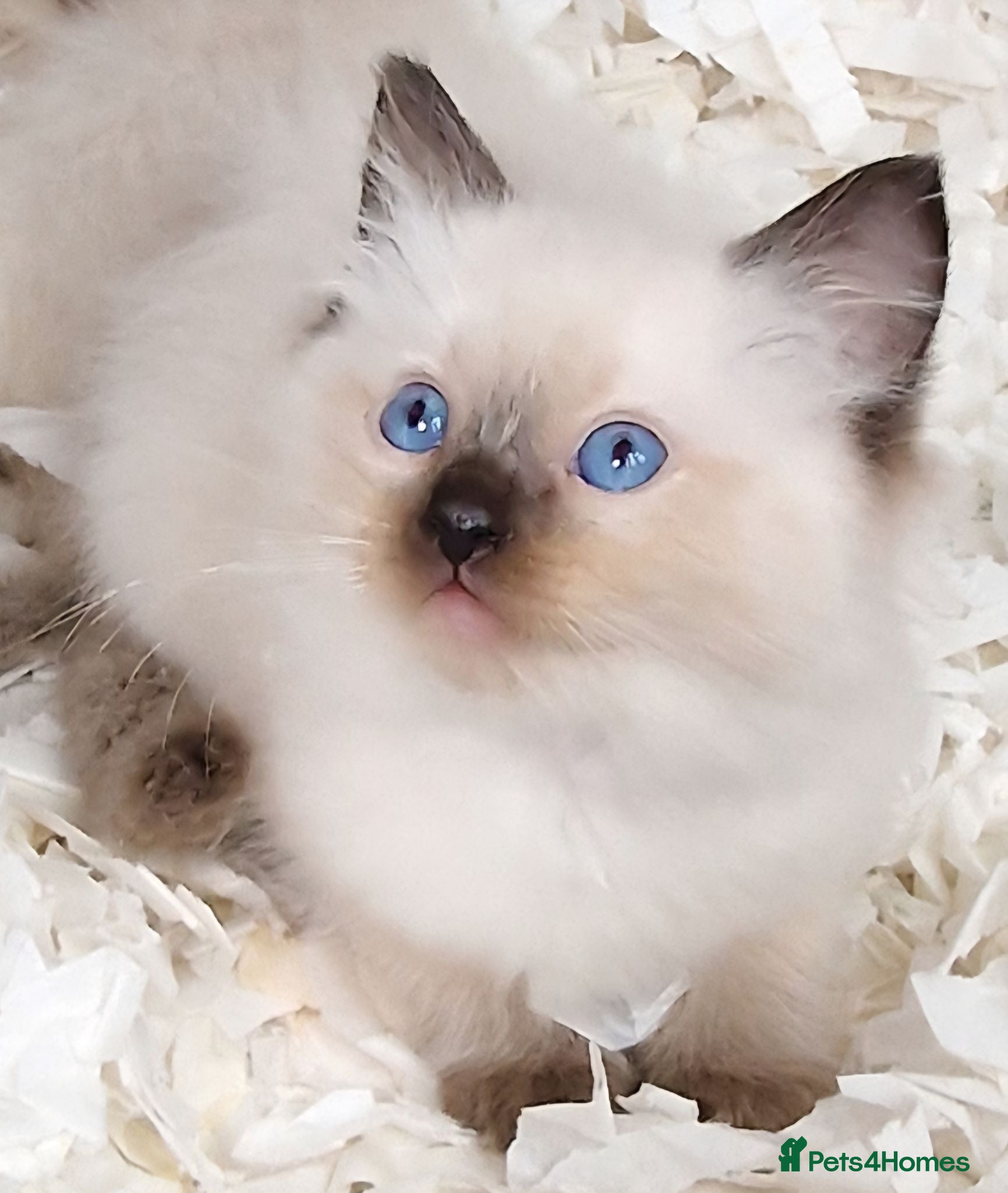 Ragdoll cats Gorgeous litter gccf registered Ragdolls - Advert 1