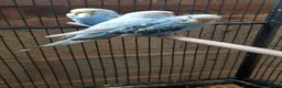 Budgerigars birds for sale: Baby Budgies For Sale - Advert 8