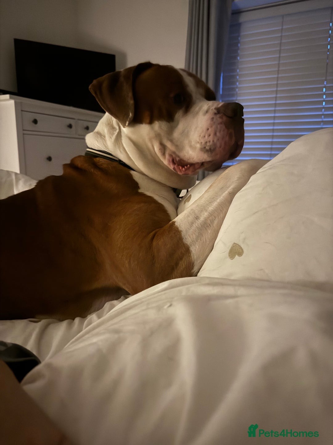 Mixed Breed dogs for sale: Boysie - Advert 18