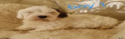 Sealyham Terrier dogs for sale: 🐕🐕 4 adorable sealyham terrier puppies 🐕🐕 - Advert 3