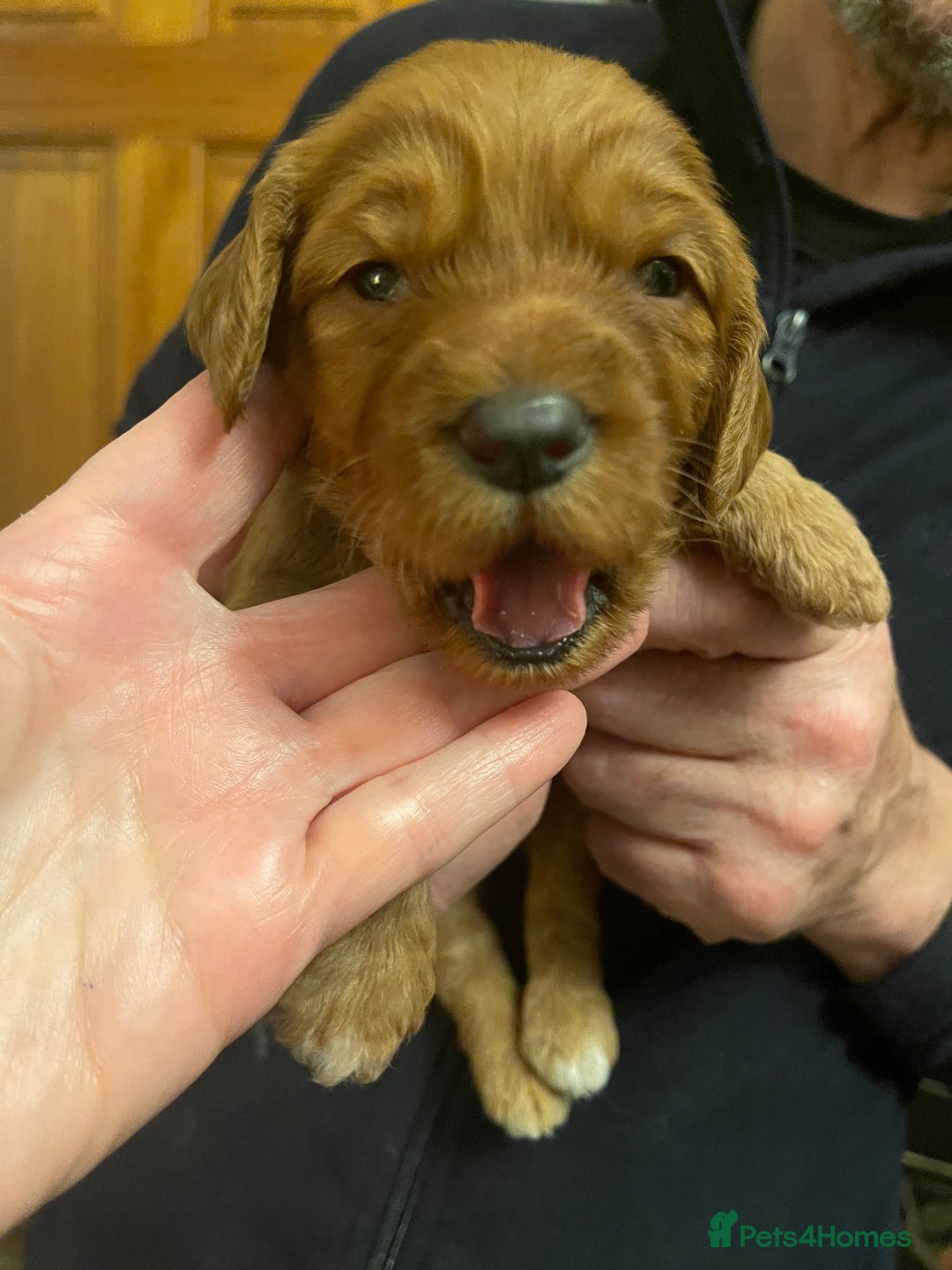 Australian Labradoodle dogs for sale: 100% Pure bred Australian Labradoodle - Advert 38