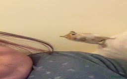 Gerbil rodents for sale: 2male gerbils  - Image 2