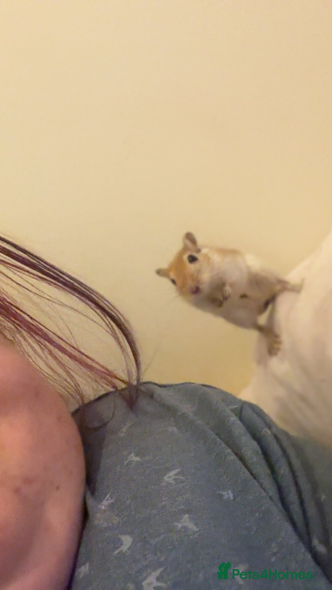 Gerbil rodents for sale: 2male gerbils  - Image 2