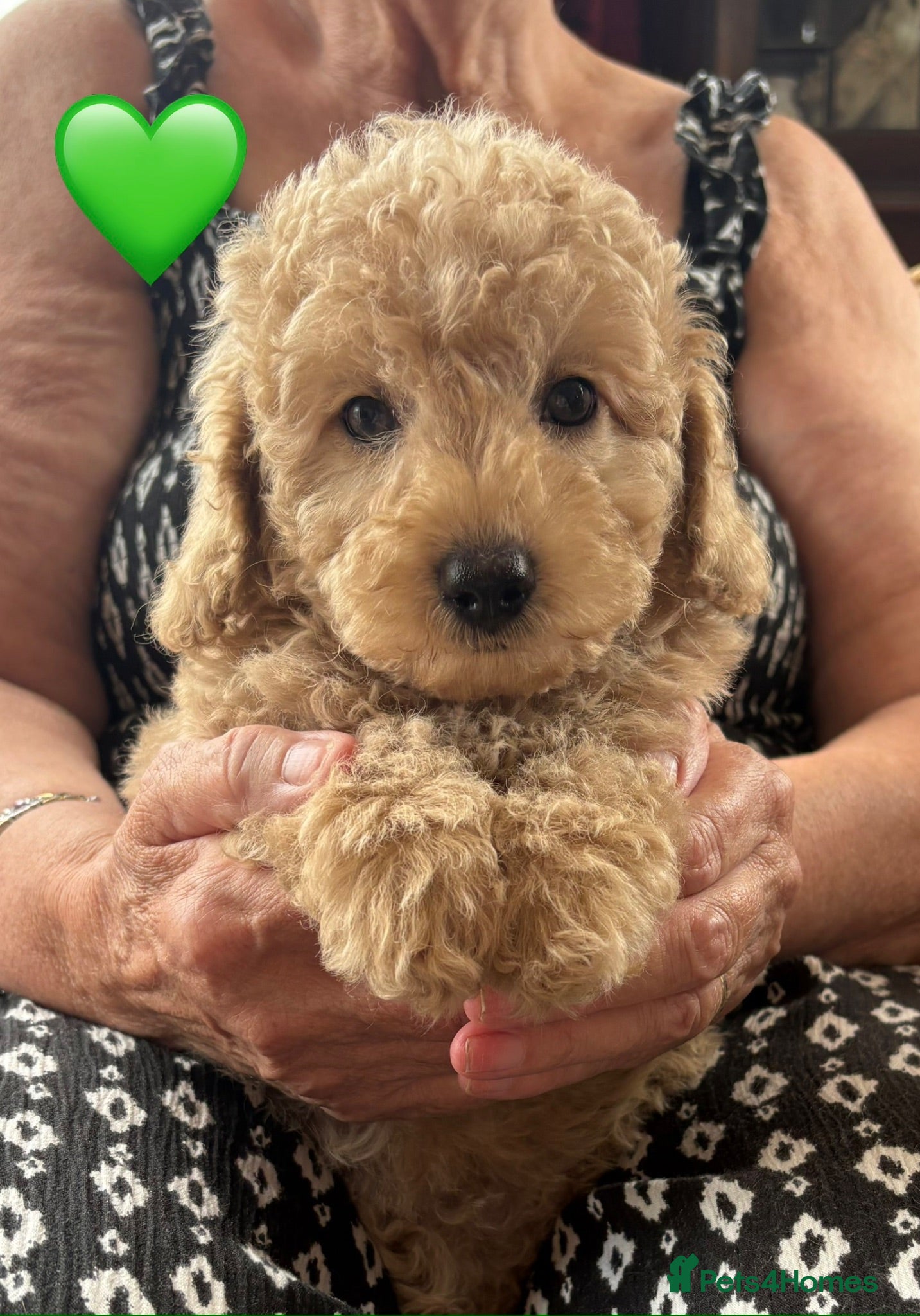 Miniature Poodle dogs Gorgeous Miniature Poodles - Advert 2