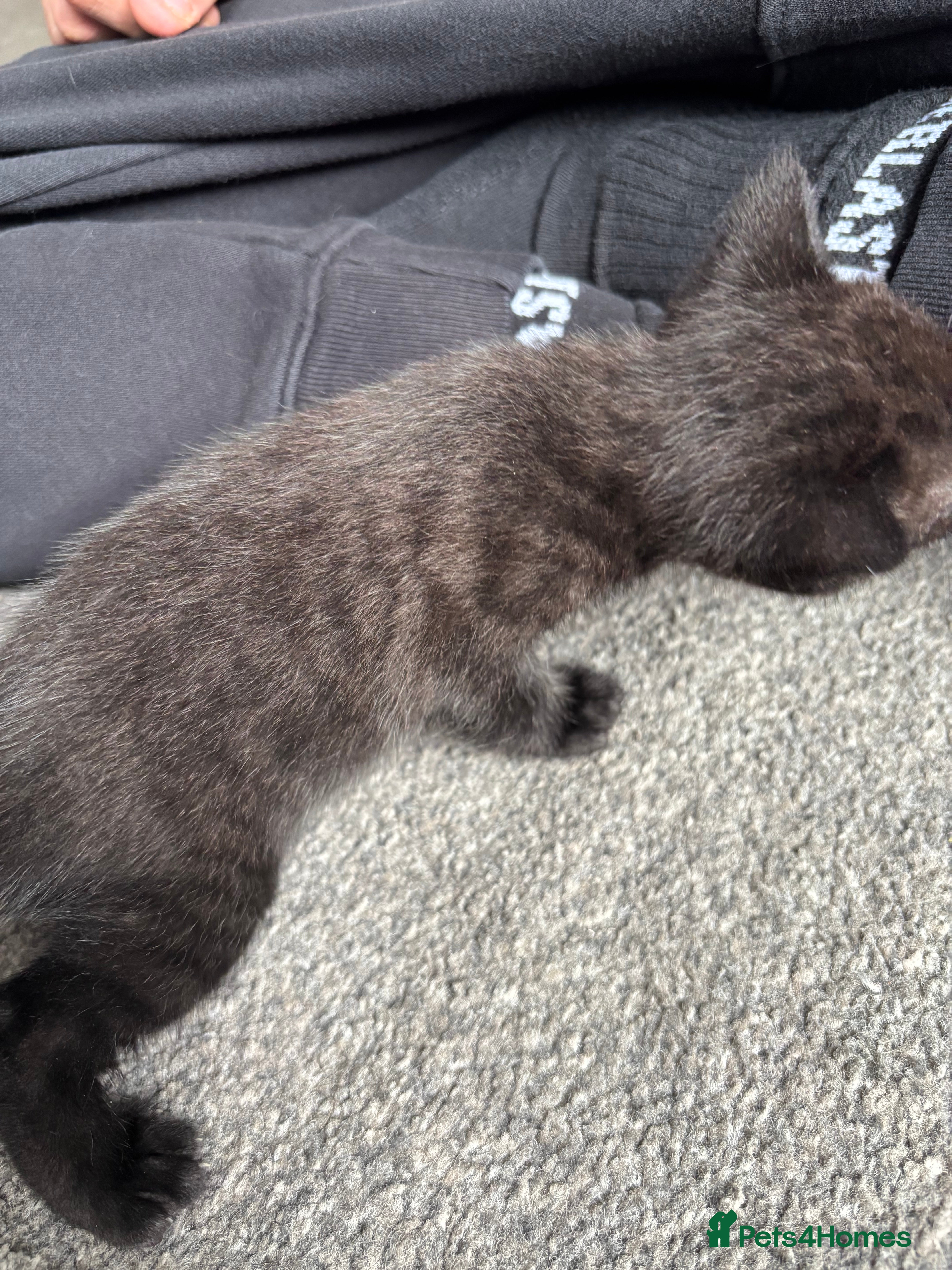 Mixed Breed cats for sale: 5 beautiful kittens for sale!  - Advert 7