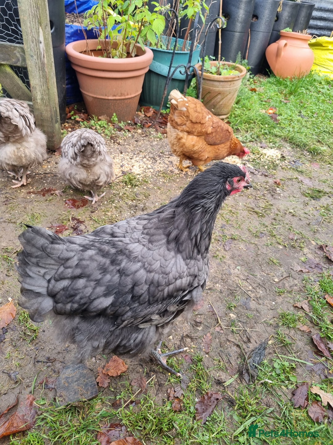 Chickens poultry for sale: Orpington English Rare Colour Trio - Advert 3