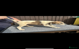 Lurcher dogs for sale: Beautiful Lurcher Puppies – Well Bred, Ready Now! - Image 11