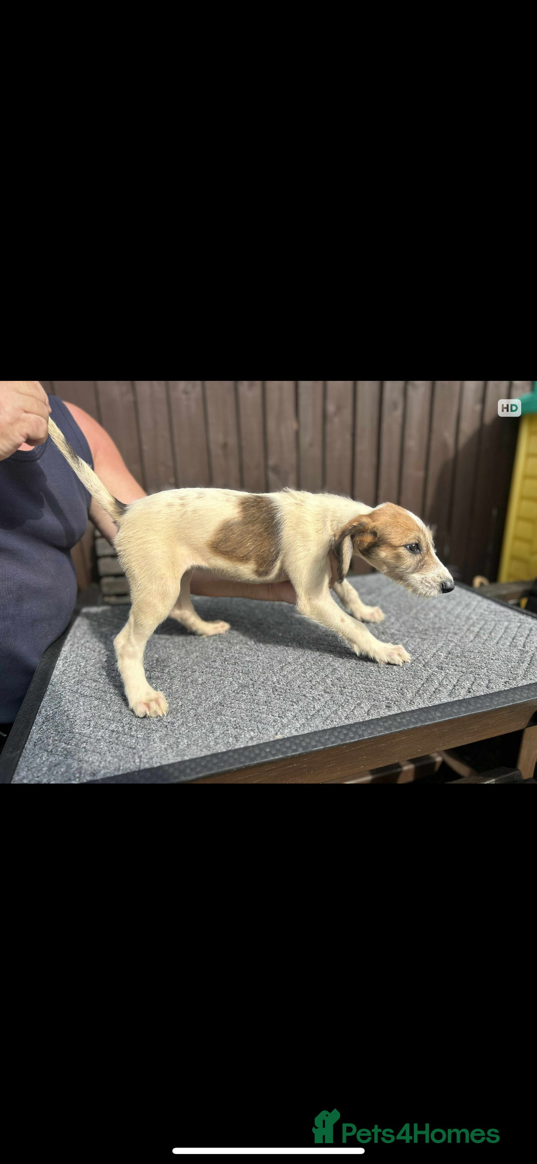 Lurcher dogs for sale: Beautiful Lurcher Puppies – Well Bred, Ready Now! - Image 11