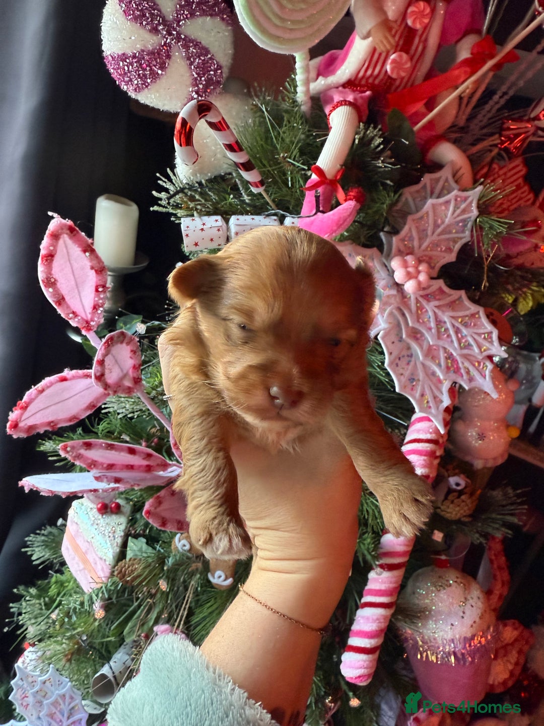 Mixed Breed dogs for sale: Beautiful pups for sale!  - Advert 33