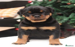 Rottweiler dogs for sale: Exceptional Rottweiler Puppies - Advert 7