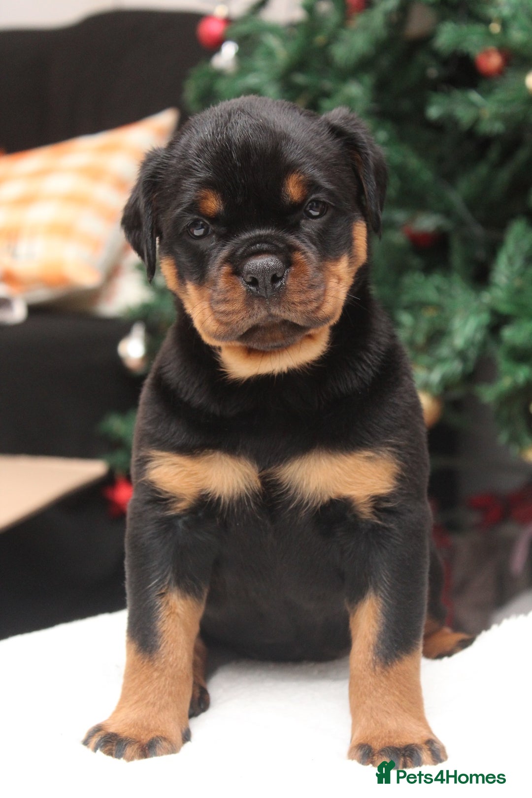 Rottweiler dogs for sale: Exceptional Rottweiler Puppies - Advert 7