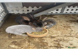 English rabbits for sale: Mixed bunnies - Image 4