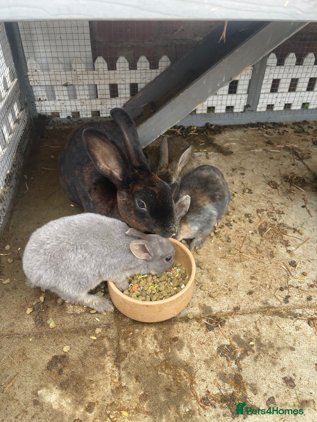 English rabbits for sale: Mixed bunnies - Image 4