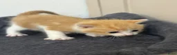 Mixed Breed cats for sale: 4 beautiful kittens ready in 4 weeks  - Advert 20