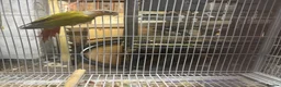 Conures birds for sale: Pineapple conure for sale in Swadlincote - Advert 7