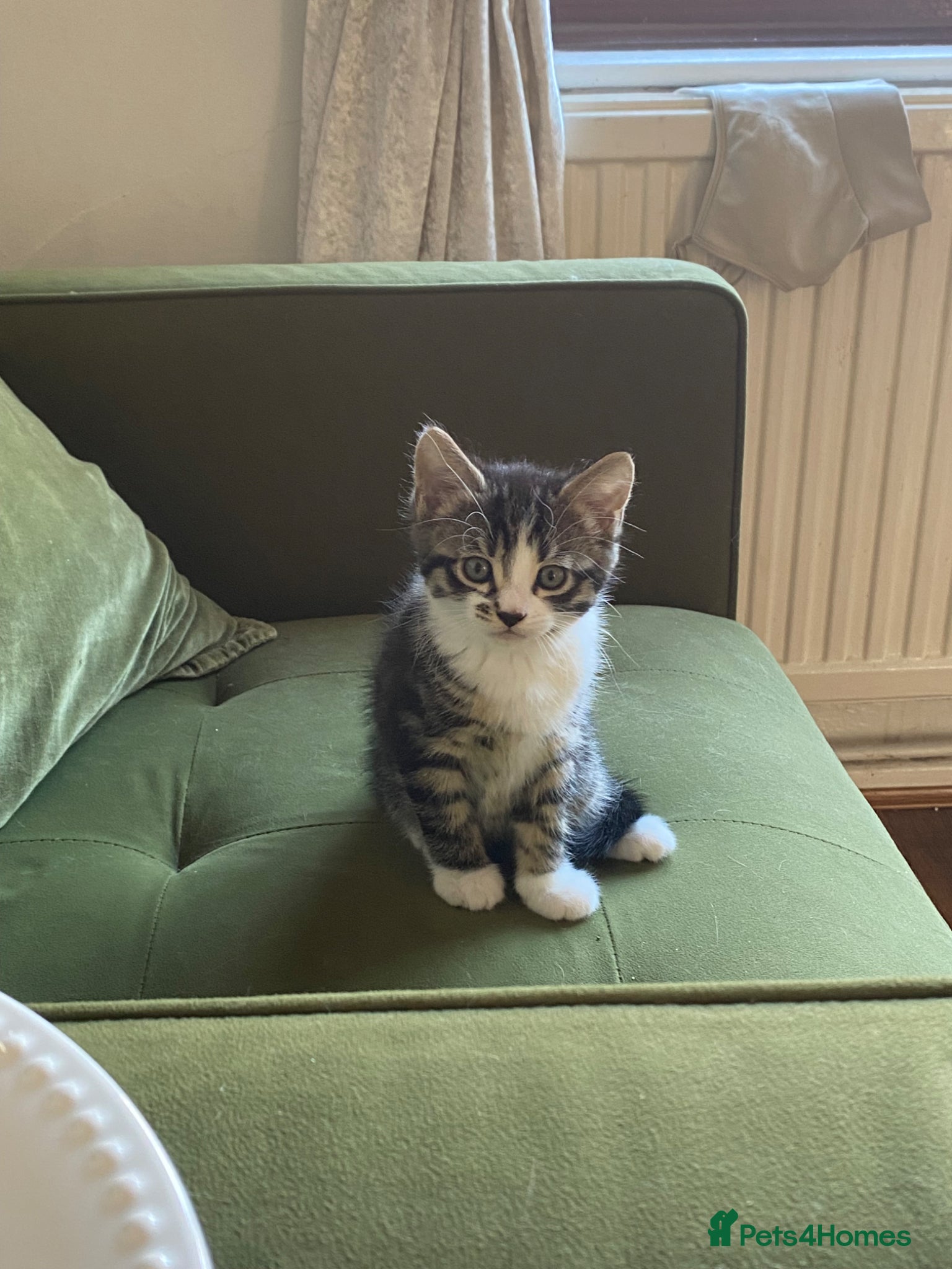 Mixed Breed cats Little girl for sale  - Advert 1
