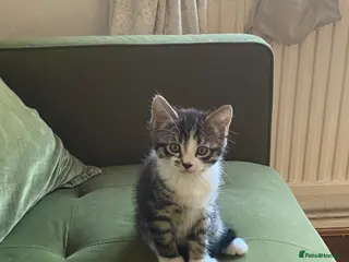 Mixed Breed cats Little girl for sale - Advert 7