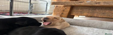 Labrador Retriever 8
