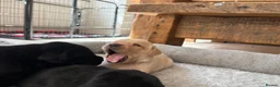 Labrador Retriever dogs for sale: Health Tested IGL Champion Bred Labrador Puppies  - Advert 35