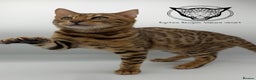 Bengal cats for sale: 🐆✨ GLITTER TICA 6TH GENERATION BENGAL KITTENS🐆✨ - Advert 28