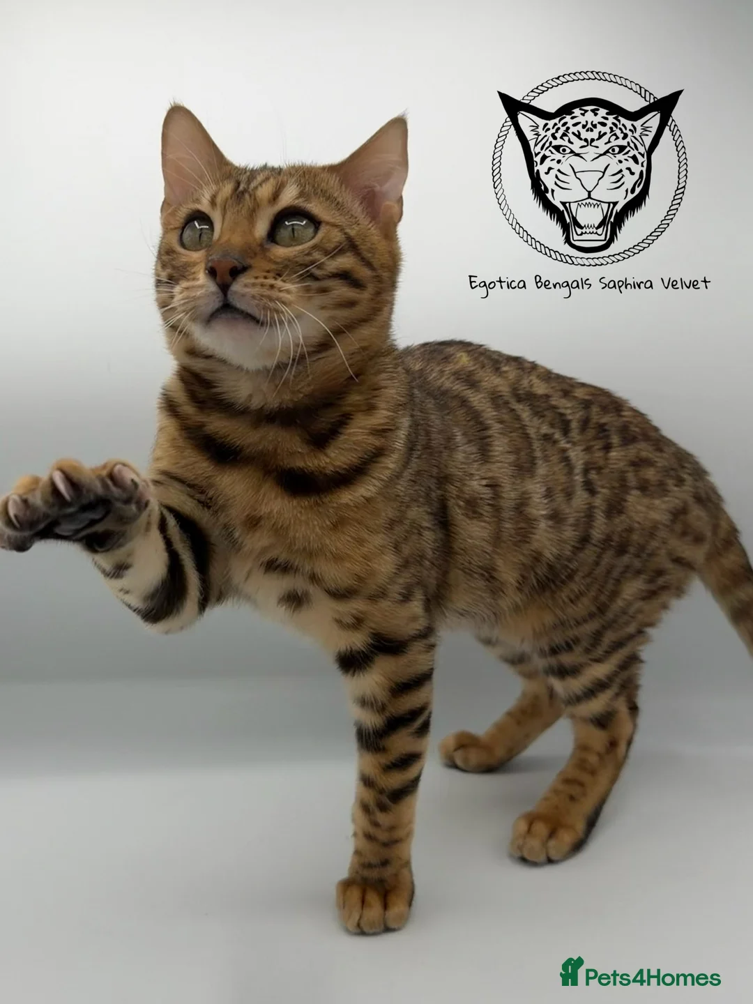Bengal cats for sale: 🐆✨ LAST KITTEN 6TH TICA GENERATION BENGAL🐆✨ - Advert 18