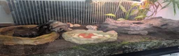 Crabs invertebrates for sale: Land Hermit crab  in Grantham - Advert 3