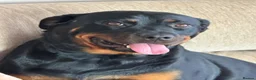 Rottweiler dogs for sale: Rottweiler female  - Advert 7