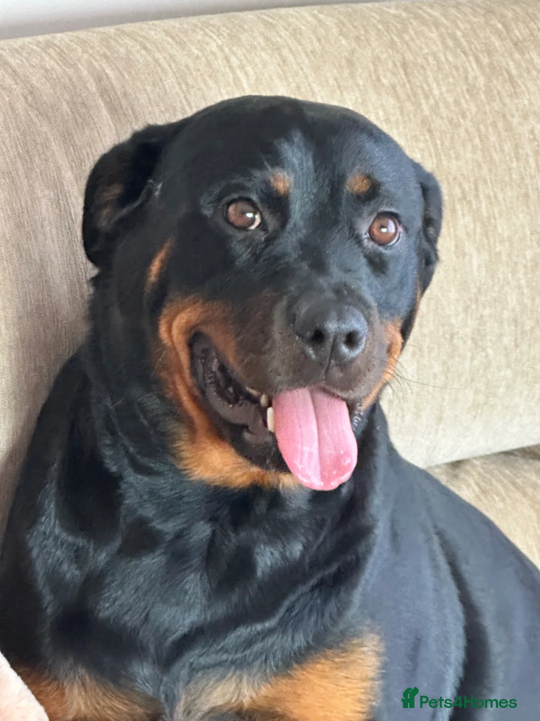Rottweiler dogs for sale: Rottweiler female  - Advert 7