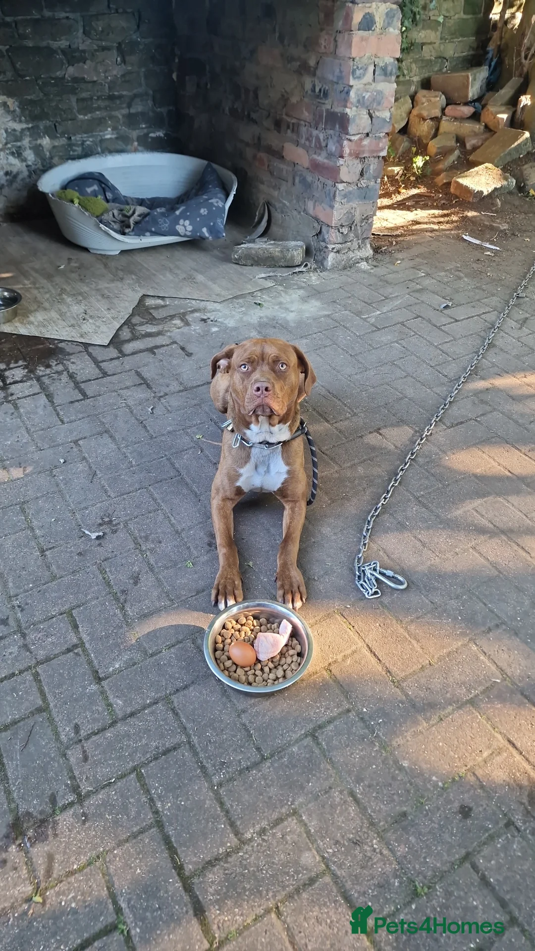 Mixed Breed dogs for sale: Stunning cane corso x doberman puppy  - Advert 2