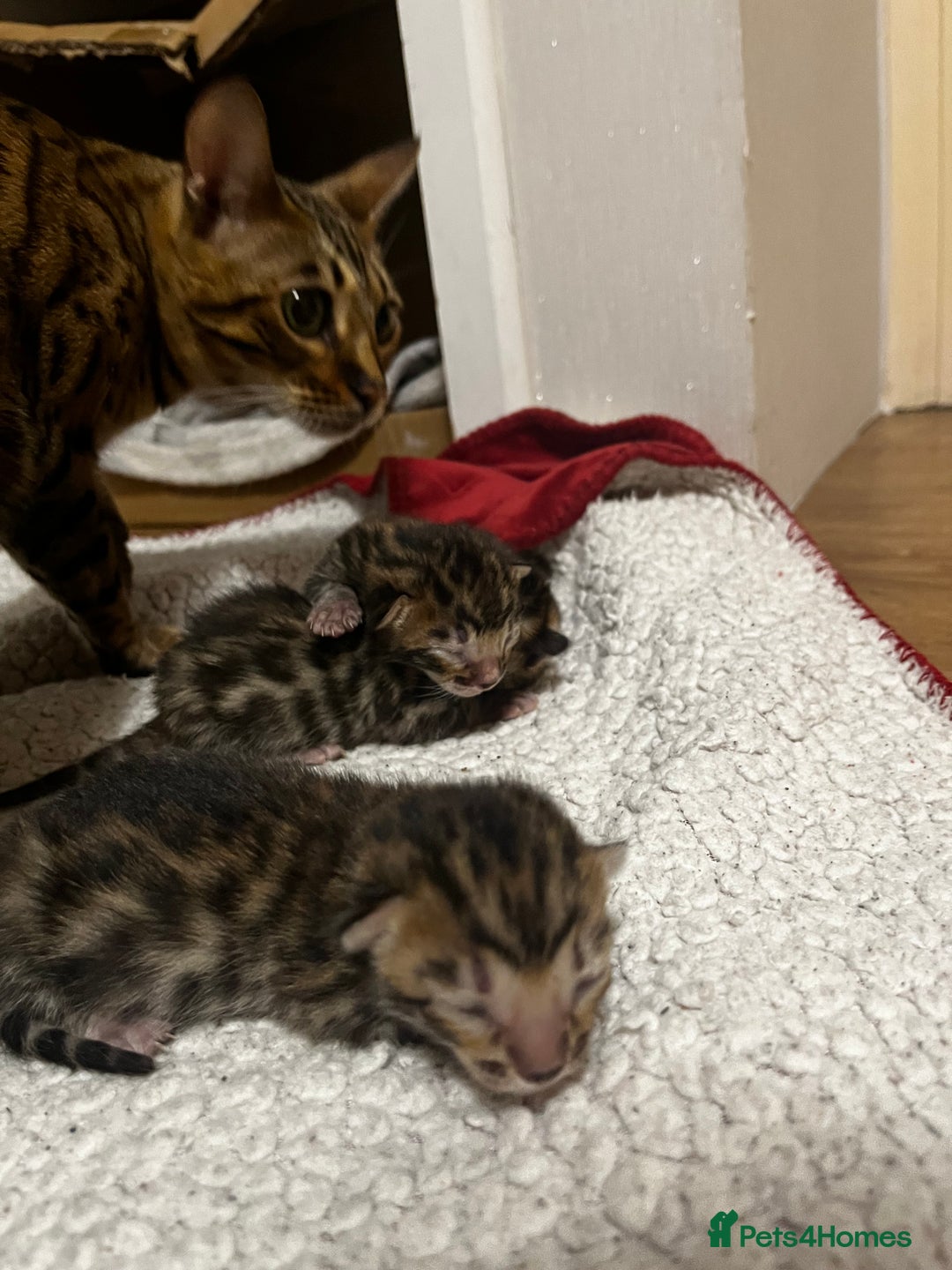 Bengal cats for sale: Beautiful bengal kittens for sale, 2boys available - Advert 4